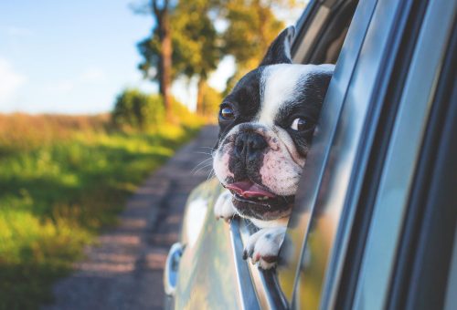 Dog looking out car window