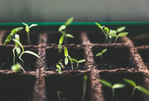 Little green shoots in soil