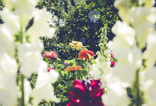 Garden flowers and greenery