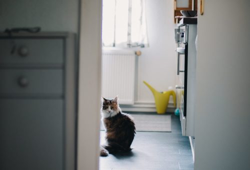 Cat on kitchen floor