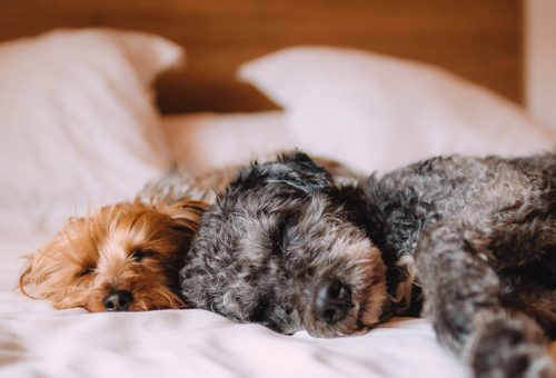 Dogs sleeping