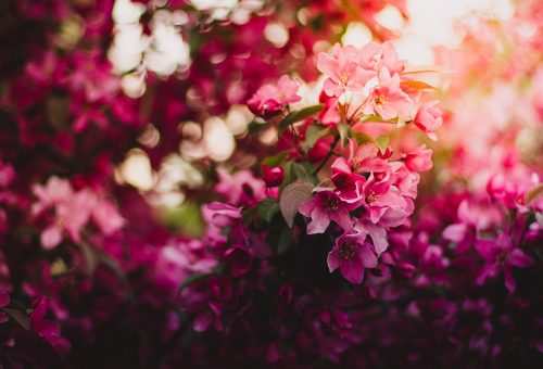 Colourful flowers
