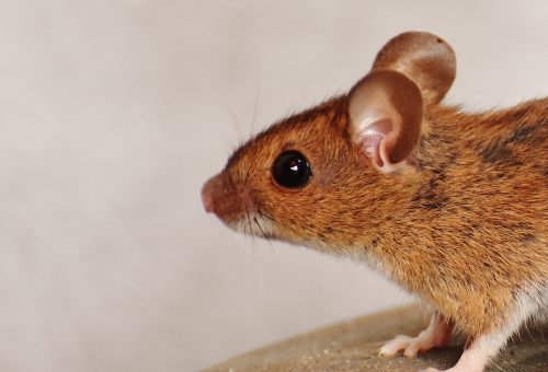 Mouse
