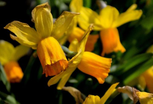 Daffodils