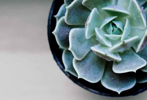 Succulent plant in a pot