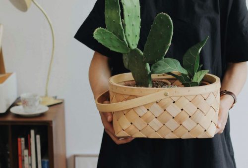 House plant in persons hands