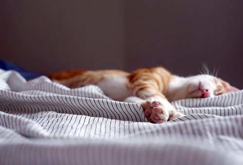 Cat laying on a bed