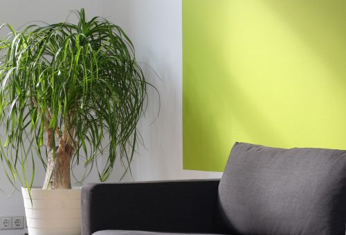 Sofa and house plant
