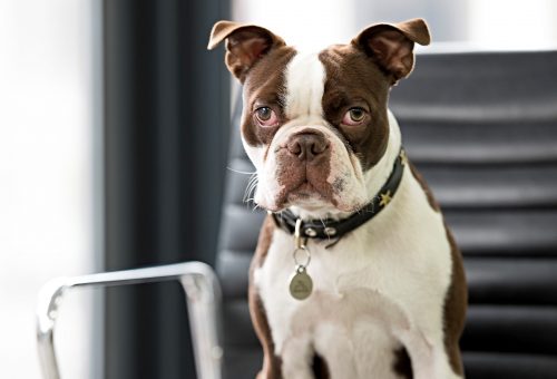 Portrait of a dog wearing a collar