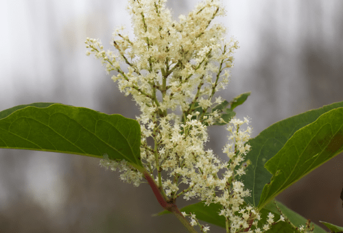 White flower blossom close-up
