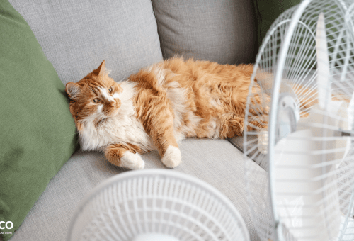 Ginger cat lying on a sofa near an electric fan